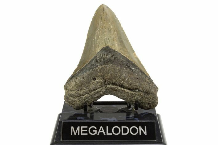 Fossil Megalodon Tooth - North Carolina #328105